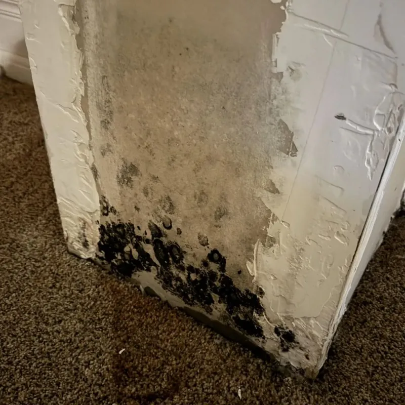 Professional Mold Removal in Turner County, GA